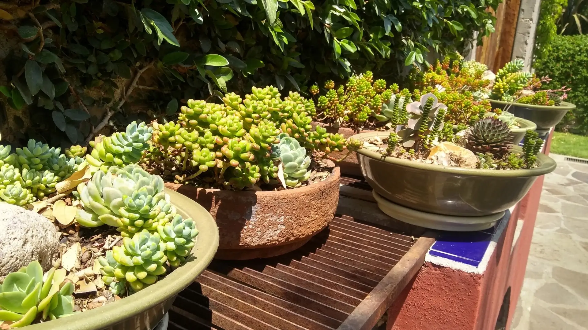 Drought Tolerant Succulents Plants at Dubai Villa Garden