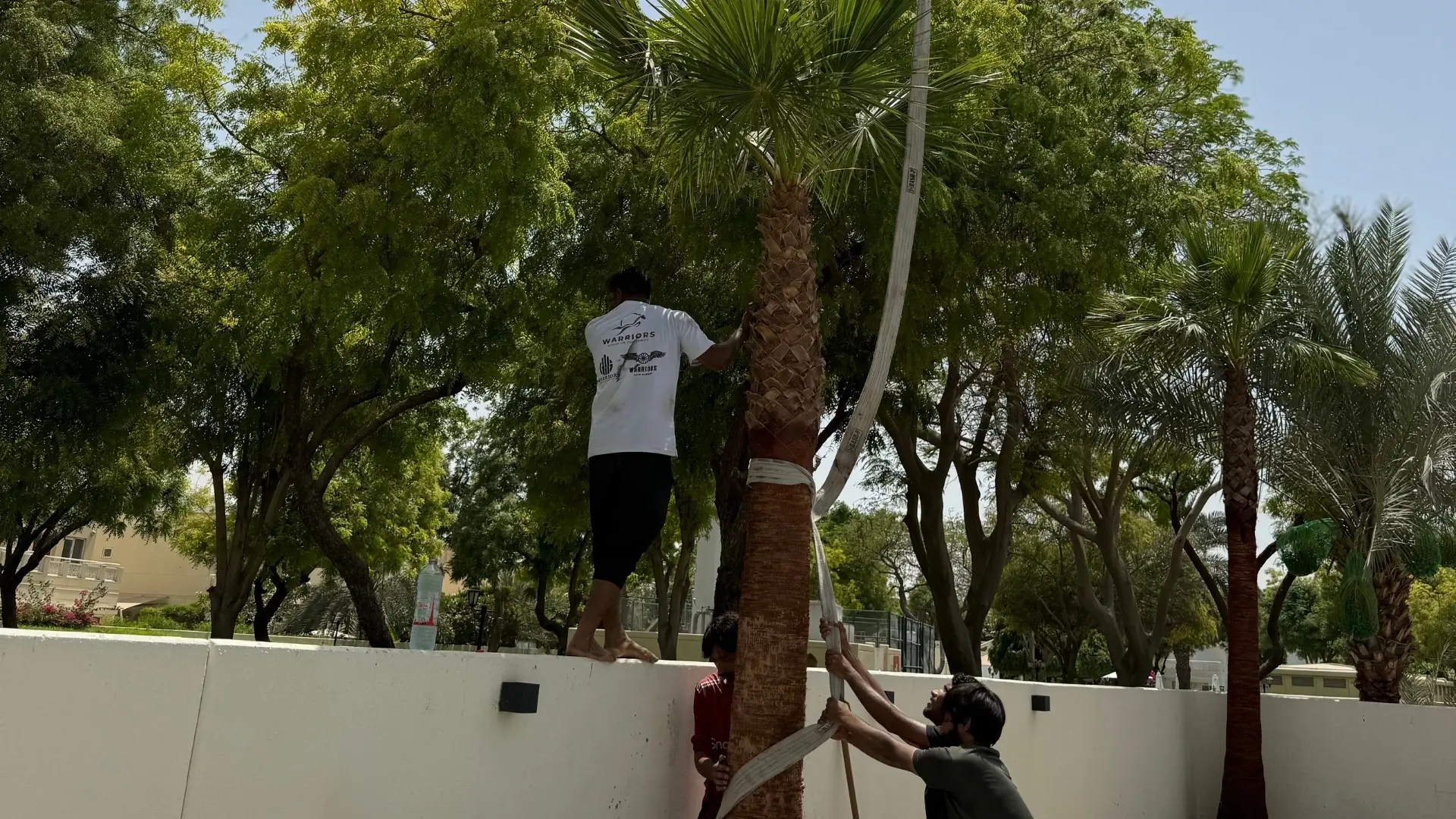 Tree Installation for Residential Property
